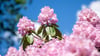 Rhododendren sind beliebte Pflanzen für Parks und Gärten. (Archivbild)