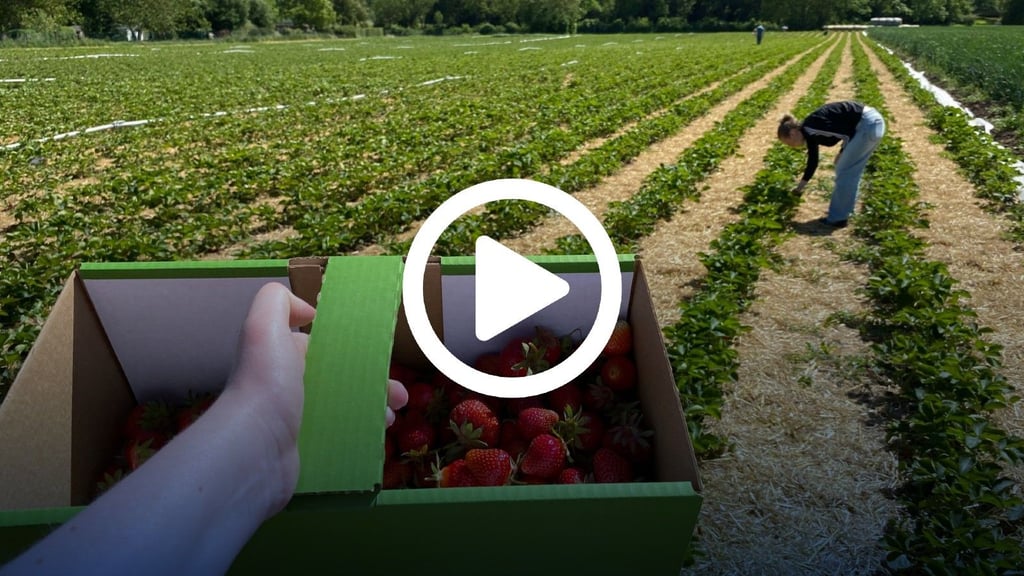 Auf verschiedenen Plantagen können in und um Magdeburg Erdbeeren selbst gepflückt werden.