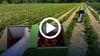 Auf verschiedenen Plantagen können in und um Magdeburg Erdbeeren selbst gepflückt werden.