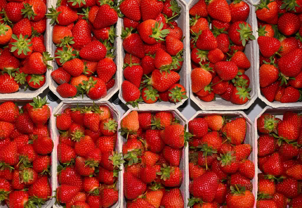 Die Anbaufläche für Erdbeeren geht laut Gartenbauverband in Brandenburg weiter zurück.(Archivbild)