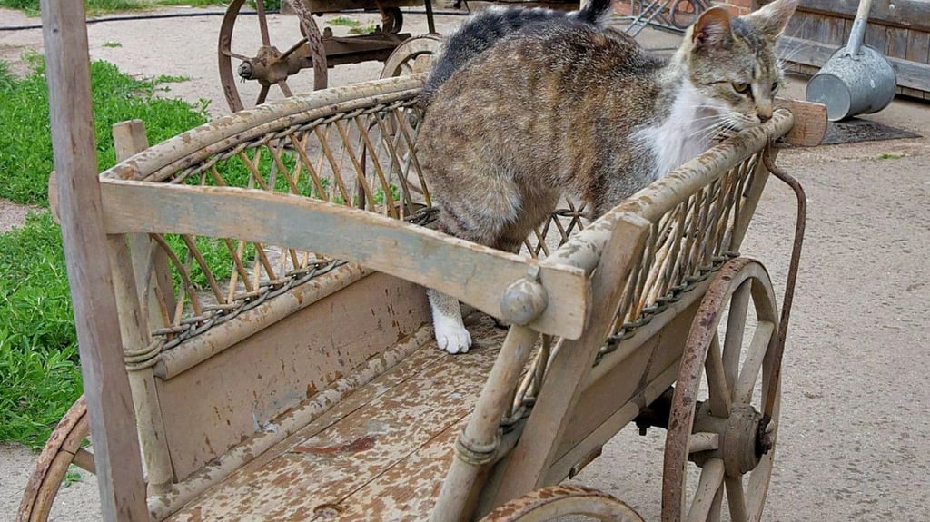 Farbton in Farbton. Will die getigerte Katze mal ein bisschen im frühen Kinderwagen herum chauffiert werden?