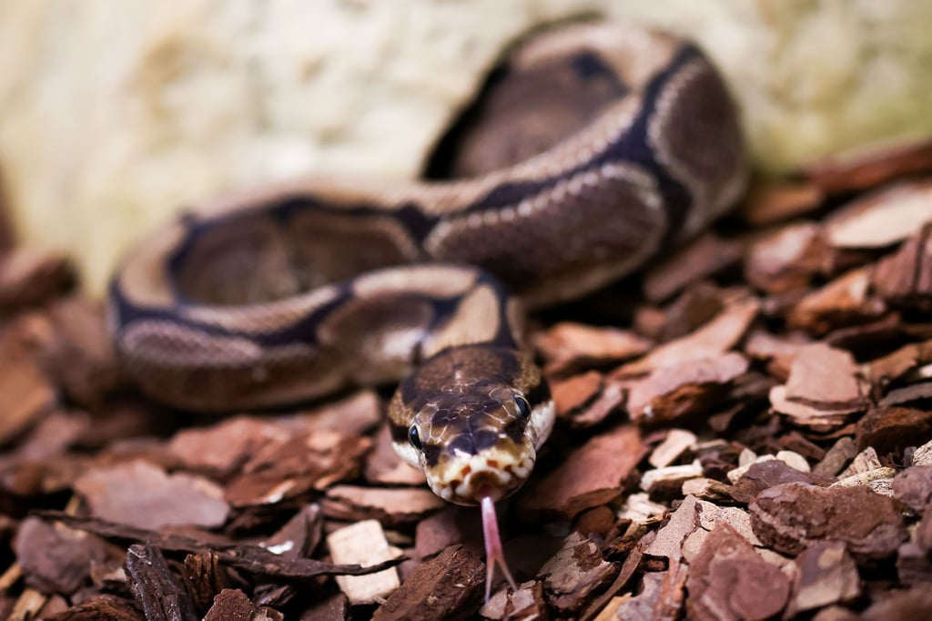 Pythons würgen ihre Opfer, können aber auch zubeißen. (Symbolbild)