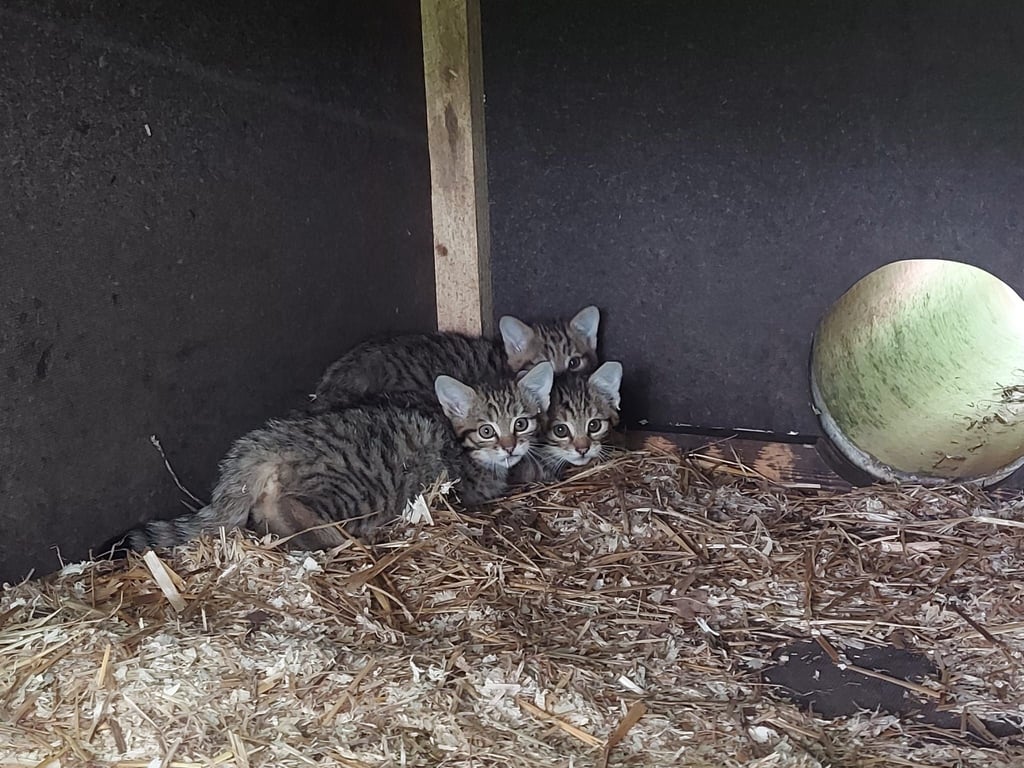 Nachwuchs bei den Wildkatzen in ihrem Gehege im Wildgatter Oberrabenstein.