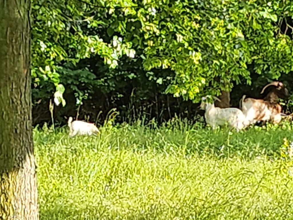 Im Floraparkgarten in Magdeburg sind mindestens zweimal einige Ziegen ausgebüxt.