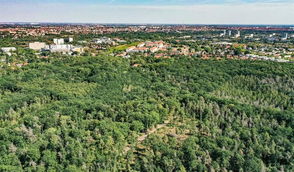 2019 wurde eine Leiche in der Heide in Halle gefunden. Der Täter ist noch nicht gefasst.