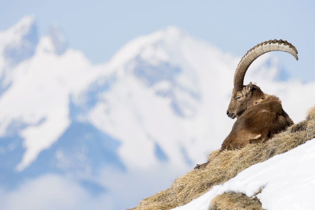 In der Allgäuer Hochalpen gibt es spezielle Führungen zu den „Big Five“, wozu Steinbock, Steinadler, Gams, Murmeltier und Alpenschneehuhn zählen. (Archivbild)