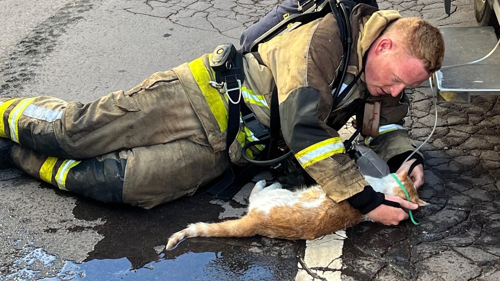 Eine der beiden Katzen wird hier von Feuerwehrmann Dustin Joo mit Sauerstoff beatmet.