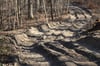 Tiefe Schneisen sind überall im Wald sichtbar - hier wächst eine ganze Weile nichts mehr.