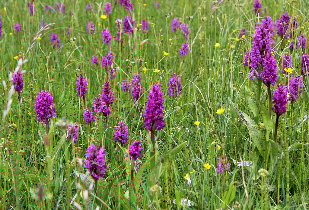 Das Breitblättrige Knabenkraut am Grünen Band steht in voller Blüte. Unbekannte haben die seltenen Orchideen ausgestochen und zerstört.