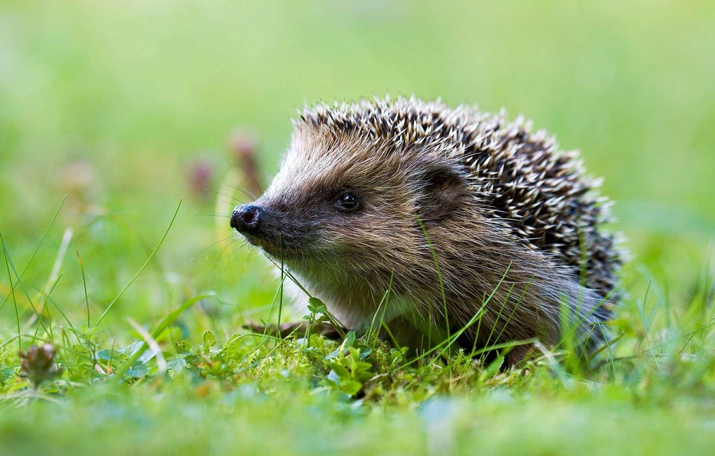 Ein Igel auf einem Rasen. Mähroboter, die nachts fahren, sind eine tödliche Gefahr für das Tier.