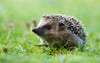 Ein Igel auf  einem Rasen. Mähroboter, die nachts fahren, sind eine tödliche Gefahr für das Tier.