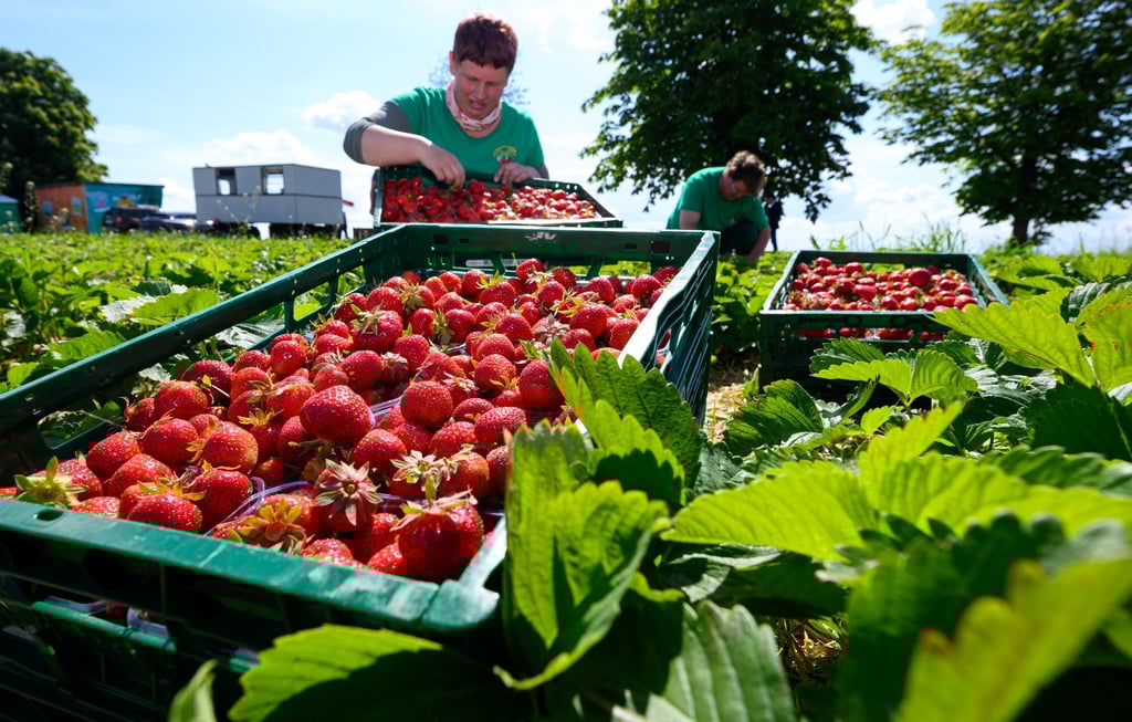 Auf Sachsens Feldern sind die Erdbeeren reif für die Ernte.