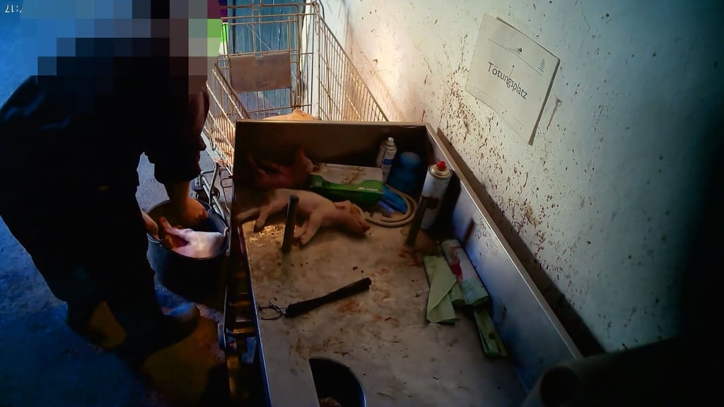 Skandal bei WM Agrar – Tierschützer decken brutale Tötungen auf: Aktivisten enthüllen unsachgemäße Nottötungen von Ferkeln bei WM Agrar in Wallhausen.