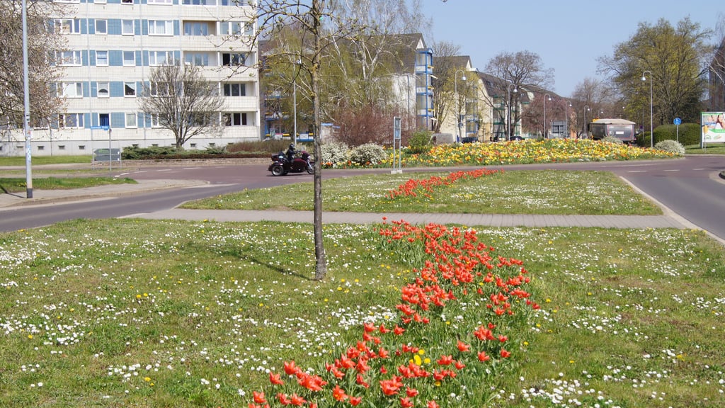 Die Geschwister-Scholl-Straße soll mehr Blumen und Bäume bekommen.