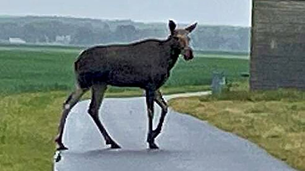 Ein Elch auf den Elbwiesen im Jessener Land