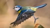 Die Blaumeise gehört zu den Vogelarten, die die Thüringer Teilnehmenden am häufigsten bei der Vogelzähl-Aktion des Nabu gesichtet haben. (Archivbild)