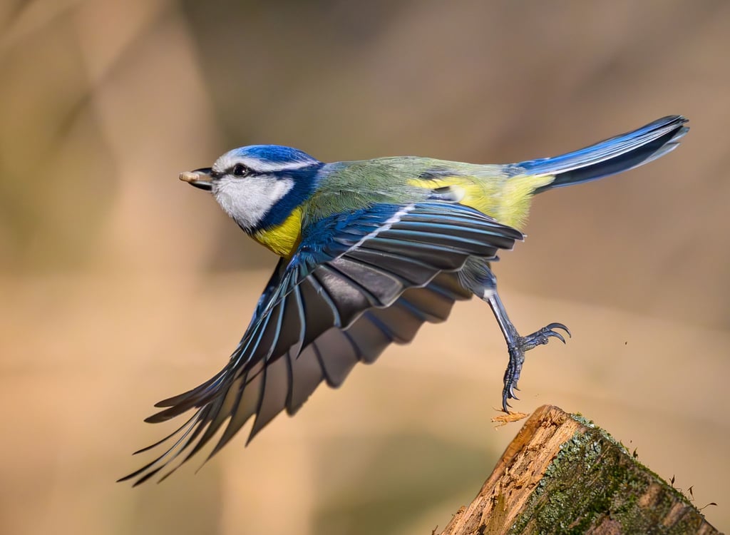 Die Blaumeise gehört zu den Vogelarten, die die Thüringer Teilnehmenden am häufigsten bei der Vogelzähl-Aktion des Nabu gesichtet haben. (Archivbild)