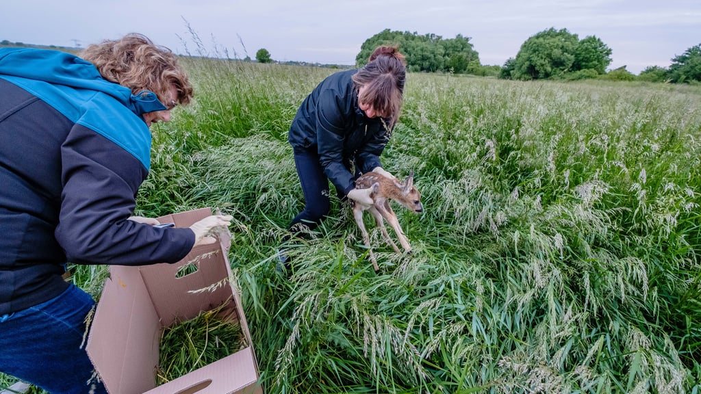 Fünf Tiere werden vor der Ernte entdeckt und vor dem Tod im Mähwerk gerettet.