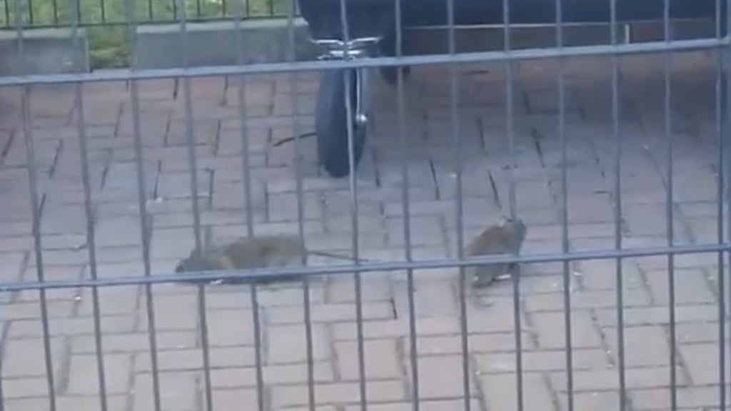 Ratten am hellichten Tag in Neustadt