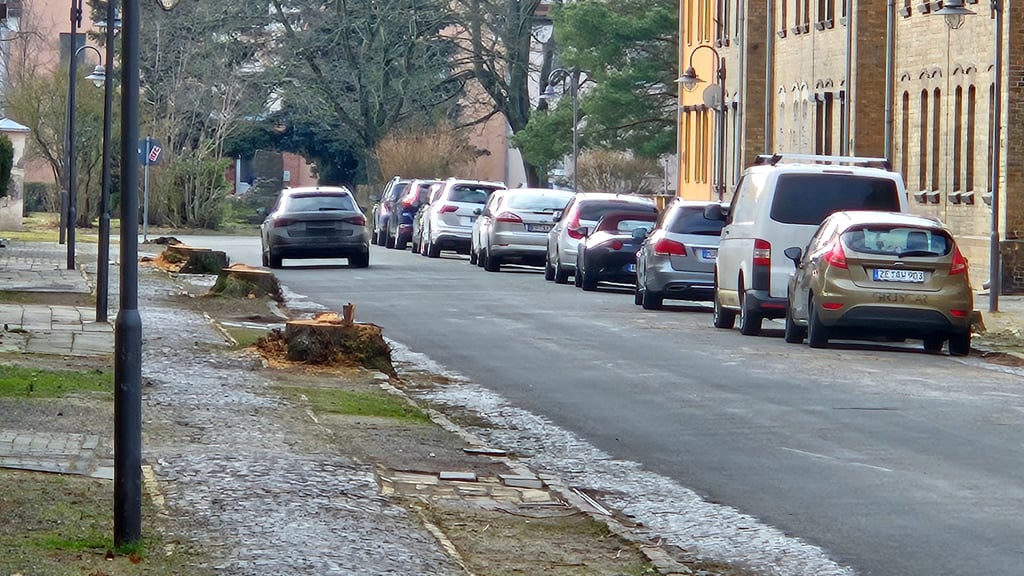 Die bereits gefällten Linden, die stark geschädigt waren, sollen nach der Baumaßnahme durch 37 Bäume der „Stadtbirne Chanticleer“ ersetzt werden.