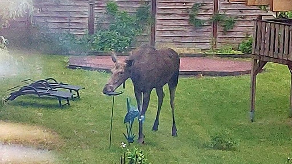 Ein Elch wurde in einem Garten in Bitterfeld gesichtet.