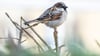 Bei der Vogelzählung sind deutlich weniger Spatzen gesichtet worden. (Archivbild)