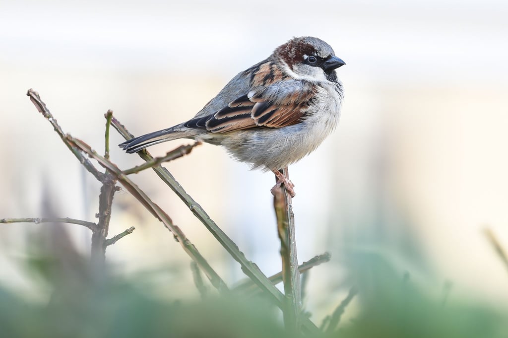 Bei der Vogelzählung sind deutlich weniger Spatzen gesichtet worden. (Archivbild)