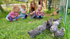 Lina, Frieda und Anna beobachten gemeinsam mit Kita-Leiterin Pauline Bolze, wie sich die großen Küken durch das Gras picken. 