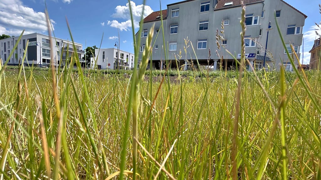 Zwischen ins Kraut schießendem Rollrasen und Unkrauf auf der freien Mittelfläche zeigt sich gegenwärtig der Kreisel.