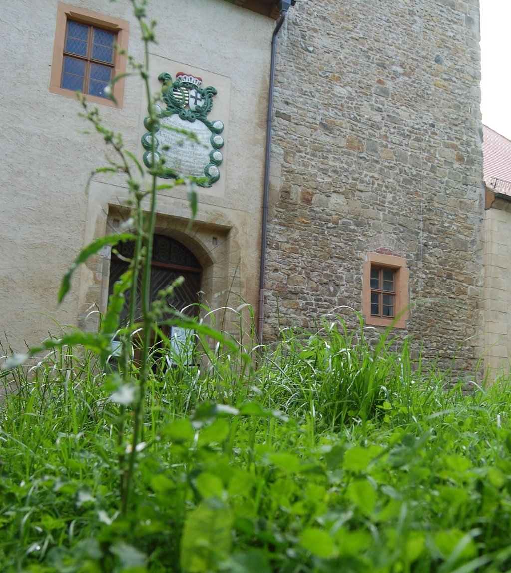 Im Stadtrat wurde nicht gemähtes Grad im Schlosspark kritisiert.