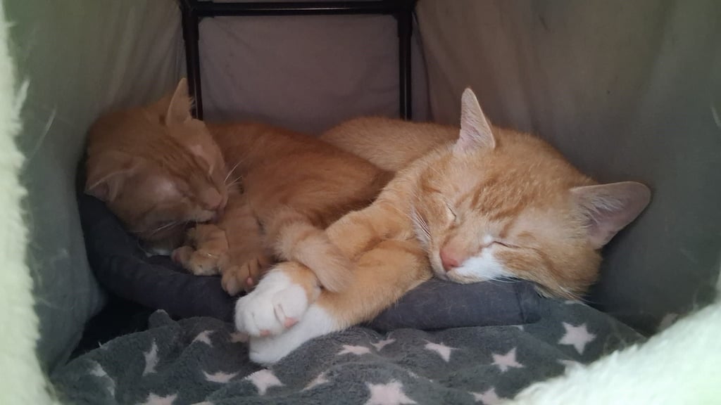Dietrich und Ron müssen zusammen ein Zuhause finden, denn Ron passt auf Wackelkater Dietrich auf.