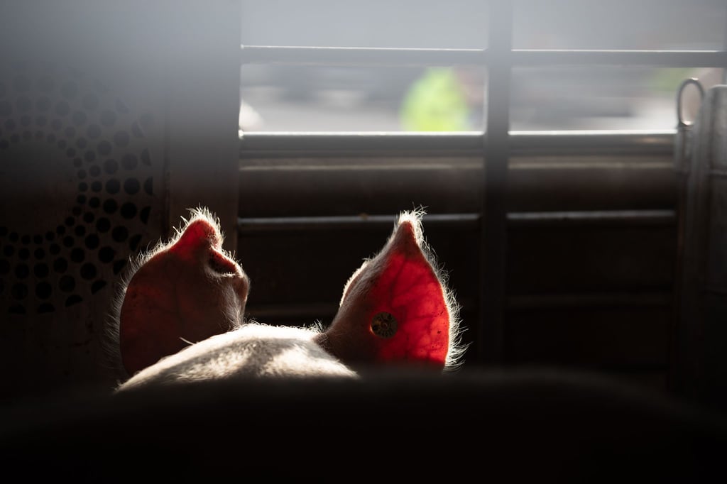 Die Tierschutzorganisation Animal Rights Watch spricht von einer „der umfangreichsten Aufdeckungen, die je aus der deutschen Tierhaltung ans Licht gekommen sind“. (Symbolbild)