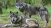 Mit vermehrten Abschüssen will Brandenburg die Wolfspopulation verringern und den Schutz von Nutz- und Weidetieren erhöhen. (Symbolbild)