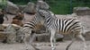 Der Zoopark Erfurt stellt am 1. Juni zum internationalen Kindertag ein besonderes Programm für die jüngsten Besucher auf die Beine. Auch andere Tierparks und weitere Einrichtungen in Thüringen warten an diesem Tag mit speziellen Angeboten auf. (Archivbild)