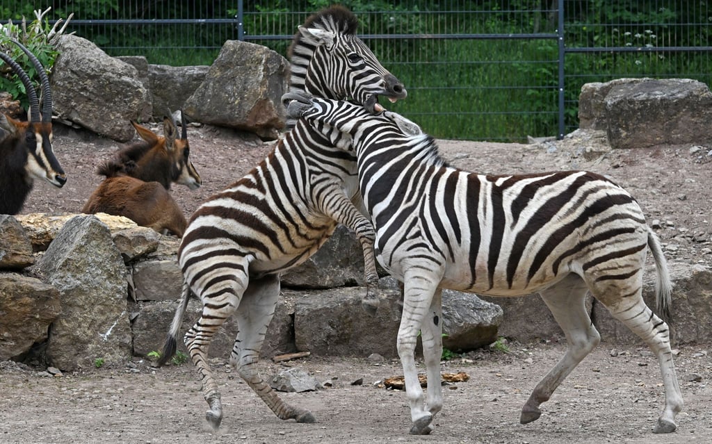 Der Zoopark Erfurt stellt am 1. Juni zum internationalen Kindertag ein besonderes Programm für die jüngsten Besucher auf die Beine. Auch andere Tierparks und weitere Einrichtungen in Thüringen warten an diesem Tag mit speziellen Angeboten auf. (Archivbild)