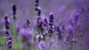 Lavendel benötigt einen sonnigen, windgeschützten Standort und einen durchlässigen Boden.
