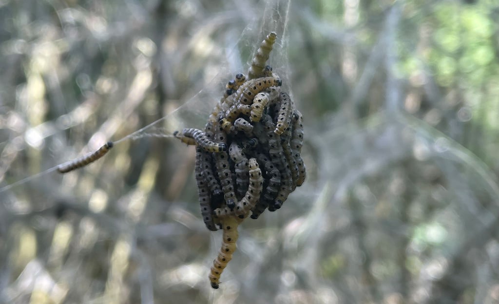 An einem Tag kann eine Raupe einen meterlangen Faden spinnen. (Archivbild)