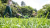 Kurz getrimmt oder dichtes Gras? Für Gartenliebhaber und Gartenliebhaberinnen sowie für Tiere hat es viele Vorteile, wenn seltener gemäht wird.