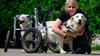Ein Gnadenhof in der Lüneburger Heide nimmt behinderte und misshandelte Hunde auf. Wegen fehlender Spenden kämpft er um das Überleben.