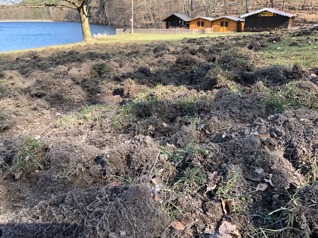 Die große Liegewiese im Waldbad Osterteich in Gernrode war im Frühjahr verwüstet worden.