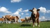 Die sächsischen Milchkühe geben im Jahr fast 1.800 Kilogramm mehr Milch als im deutschen Schnitt. (Archivbild)