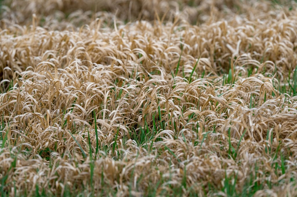 Das nun zu Ende gehende Frühjahr war in Deutschland eines der trockensten seit Beginn der Aufzeichnungen. (Symbolbild)
