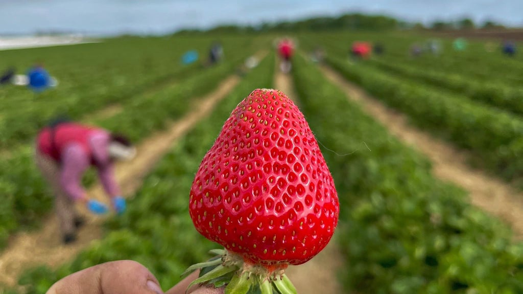 Bei den Erdbeeren, dem zweiten Standbein des Langeneichstädter Betriebs Hindorf, hat die Freilandsaison begonnen.