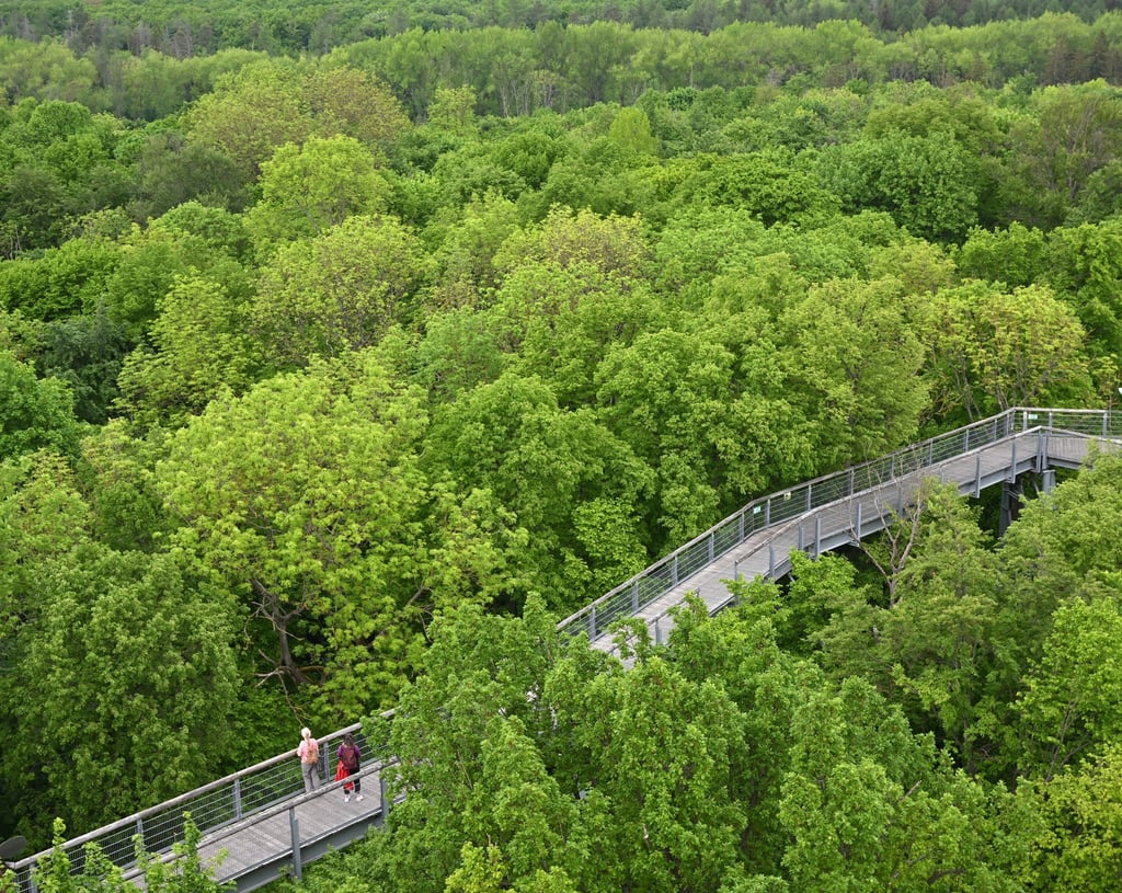 Mit seinen Buchenwäldern gehört der Nationalpark Hainich zu den Weltnaturerbestätten der Unesco. (Archivbild)