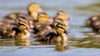 Mehrere Enten wie diese mussten von der Feuerwehr aus einem Güllesilo gerettet werden. (Symbolfoto)
