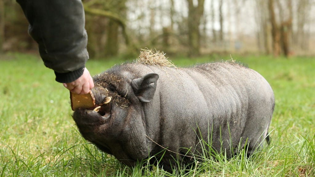 Kein Haustier wie alle anderen: Sogenannte Minischweine sind im Wohngebiet nicht automatisch erlaubt.