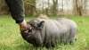 Kein Haustier wie alle anderen: Sogenannte Minischweine sind im Wohngebiet nicht automatisch erlaubt.