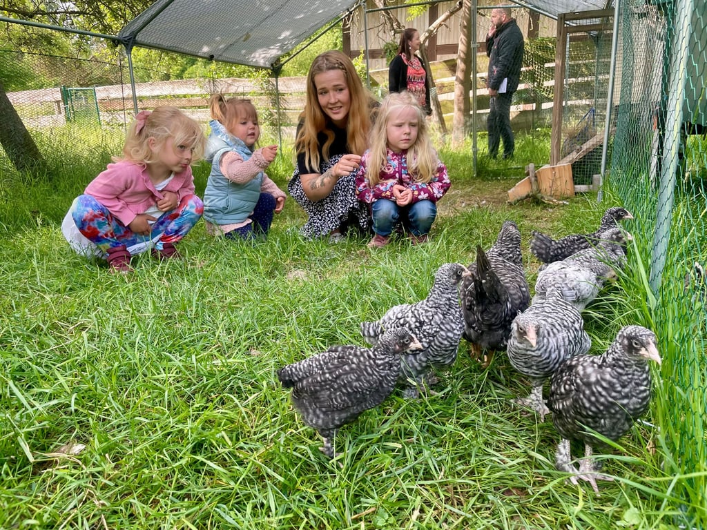 Lina, Frieda und Anna beobachten gemeinsam mit Kita-Leiterin Pauline Bolze, wie sich die großen Küken durch das Gras picken.