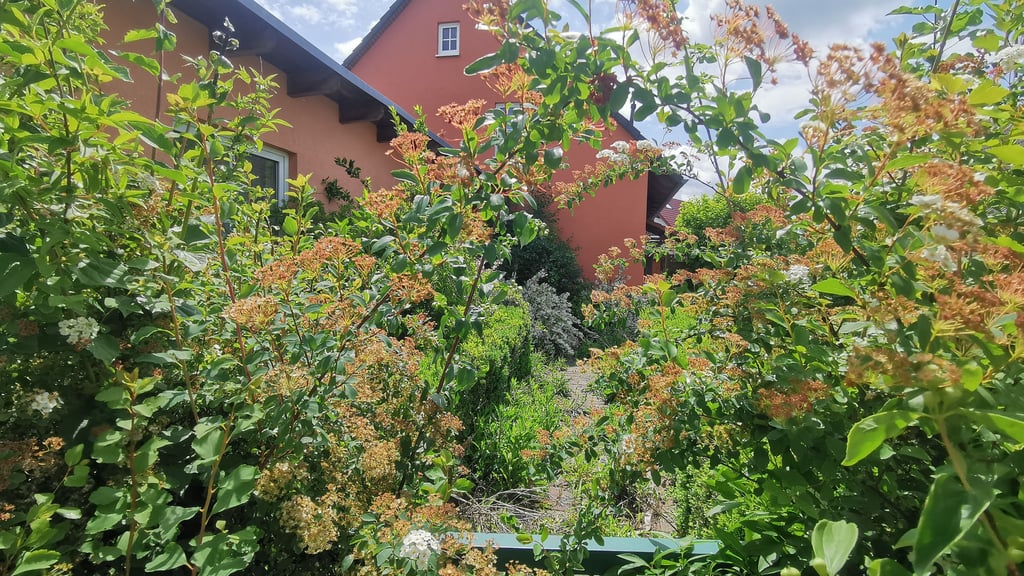 Dieses Haus in Halberstadt sieht so aus, als ob Dornröschen hier wohnt.