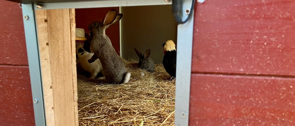Nachts sind die Riesenkaninchen im Stall. Tagsüber können die Tiere raus.